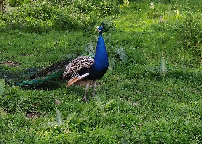 Tipi Cheyenne Des Monteaux Chalé Vivy